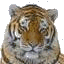 akki's Avatar