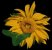 SunFlower_Queen's Avatar