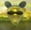 a_rat's Avatar