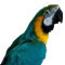 bgmacaw's Avatar