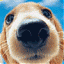 julie_miel's Avatar