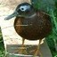 blackduck603's Avatar