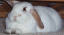Campion's Avatar