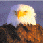 Eaglecollector's Avatar