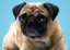 ajoy6296's Avatar