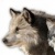 Fuzzman1337's Avatar