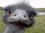 Flauzer's Avatar
