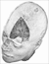 The Brain's Avatar