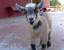 Blaster's Avatar