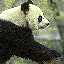Panda Bear's Avatar